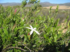 Jasminum glaucum