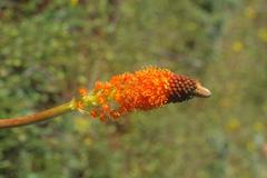 Bulbinella latifolia doleritica