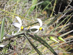 Walleria gracilis