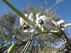 Walleria gracilis
