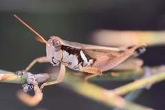 Melanoplus glaucipes