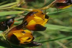 Hesperantha vaginata