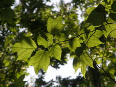 Alangium platanifolium