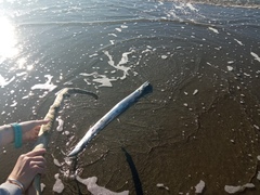 Lepidopus caudatus