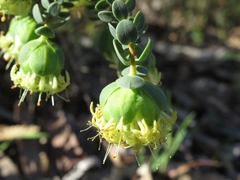Pimelea sulphurea