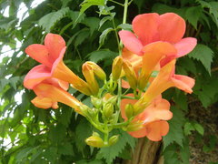 Campsis × tagliabuana