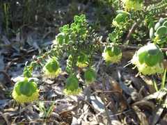 Pimelea sulphurea