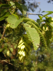 Carpinus japonica
