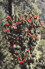 Rhododendron arboreum