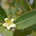 Cape Star-Chestnut - Photo (c) Adriaan Grobler, some rights reserved (CC BY-NC), uploaded by Adriaan Grobler