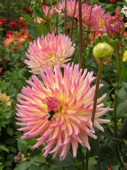 Dahlia hortensis