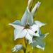 Gladiolus wilsonii - Photo (c) Adriaan Grobler, algunos derechos reservados (CC BY-NC), subido por Adriaan Grobler