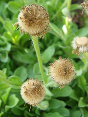 Erigeron flettii