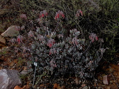 Cotyledon orbiculata orbiculata
