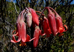 Cotyledon orbiculata orbiculata