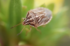 Trichopepla