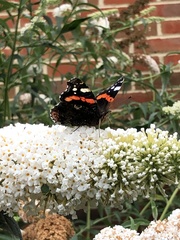 Vanessa atalanta