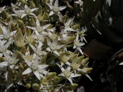 Crassula arborescens arborescens