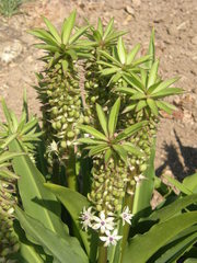 Eucomis comosa