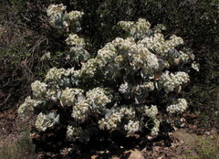 Crassula arborescens arborescens