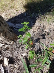 Chenopodium robertianum
