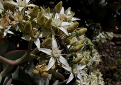 Crassula arborescens arborescens