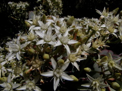 Crassula arborescens arborescens
