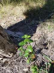 Chenopodium robertianum