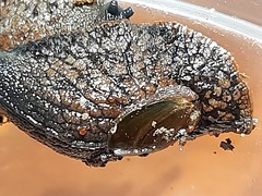 Schizoglossa