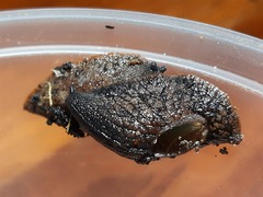 Schizoglossa