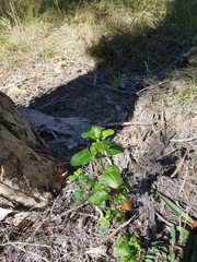 Chenopodium robertianum