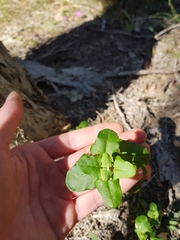Chenopodium robertianum