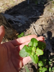 Chenopodium robertianum