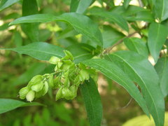 Fontanesia phillyreoides