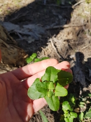Chenopodium robertianum