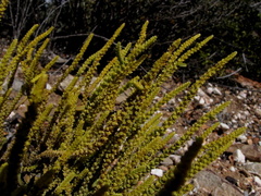 Crassula muscosa muscosa