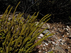 Crassula muscosa muscosa