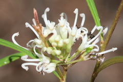 Grevillea linearifolia
