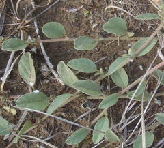 Hermannia scabricaulis