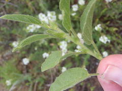 Hermannia scabricaulis