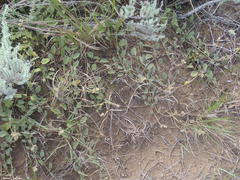 Hermannia scabricaulis