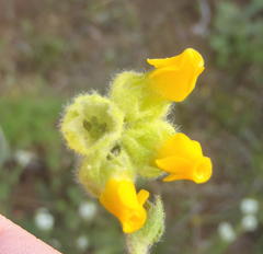 Hermannia scabricaulis