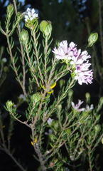 Phylica lachneaeoides