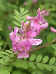 Indigofera heterantha