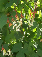 Ipomoea lobata