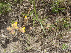 Hermannia scabricaulis