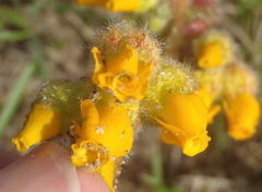 Hermannia scabricaulis