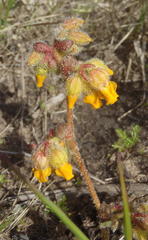 Hermannia scabricaulis