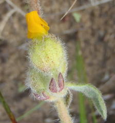 Hermannia scabricaulis