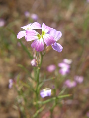 Malcolmia flexuosa